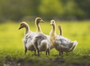 开云APP-赖斯连珠炮式进球定胜局，拜仁碾压比利亚雷亚尔展统治力