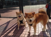 开云体育平台APP-当北伦敦遇见撒哈拉，李刚仁如何在枪手与阿特拉斯雄狮的史诗对决中定义新时代足球