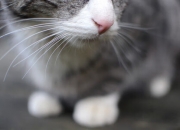 开云体育登录-绿茵与硬木的生死共鸣，毕尔巴鄂绝境逢生夜，西决狂想跨界篇