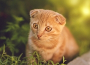 开云-蓝领绞肉机 vs 天赋陈列室，季后赛逻辑的残酷回归