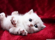 开云下载-当马克西的巨星光芒遇上新疆的钢铁洪流，一场横跨太平洋的篮球哲学对话