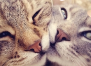 开云平台-当足球成为和平的隐喻，基米希在基辅的杀伤力