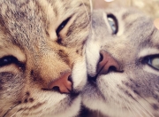 开云平台-当足球成为和平的隐喻，基米希在基辅的杀伤力