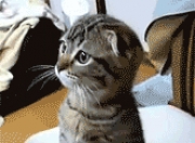 开云体育平台APP-当浙江风暴席卷新奥尔良，为何布伦森的这场41分注定被写进历史？