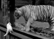 开云下载-独舞，在这夜的键盘上，布伦森的宣叙调与开拓者的残响