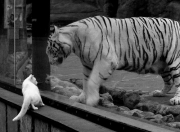 开云下载-独舞，在这夜的键盘上，布伦森的宣叙调与开拓者的残响