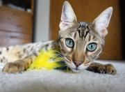 开云体育登录-篮球的双重奇迹，灰熊力克辽宁队与利拉德西决封神