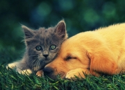 开云平台-奥兰多的魔法之夜，当贝恩用三分雨浇熄勇士王朝的最后一簇火焰