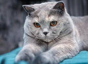 开云sport-基因之战，杜兰特如何在老鹰与广东的夹击中重塑篮球节奏