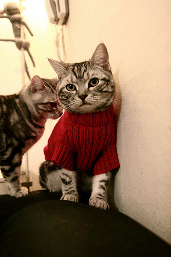 当辽宁的蓝划破孟菲斯的灰—保罗，今夜星火为你命名