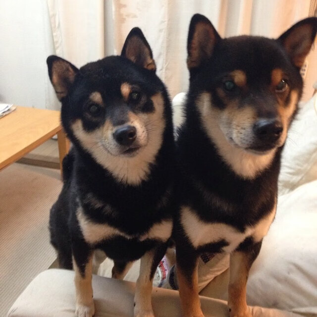 铁闸锁死乌拉圭尖刀！富安健洋一夫当关助尼斯提前终结法甲悬念