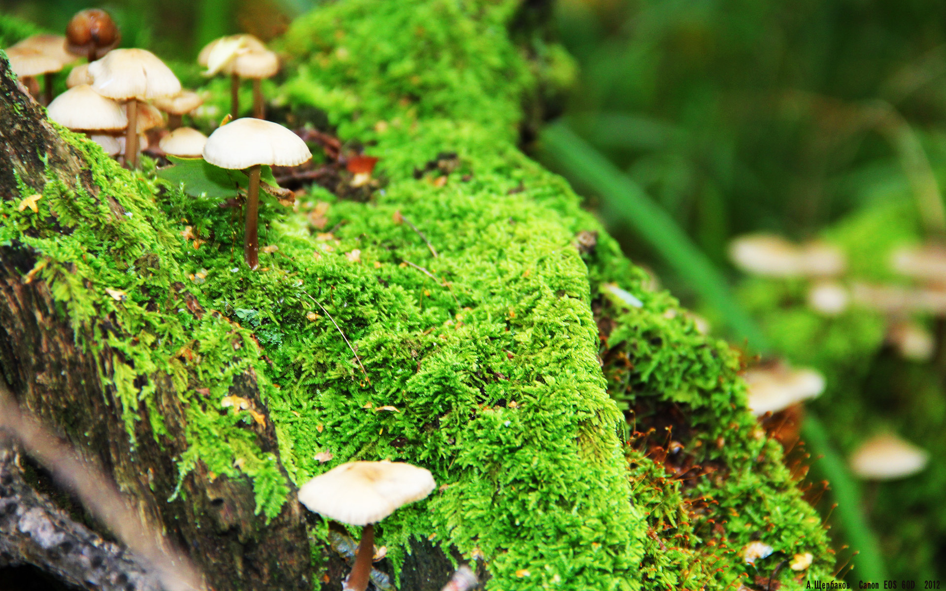 从达拉斯到黑山,武切维奇的双重舞台,NBA的稳与国际赛的接管