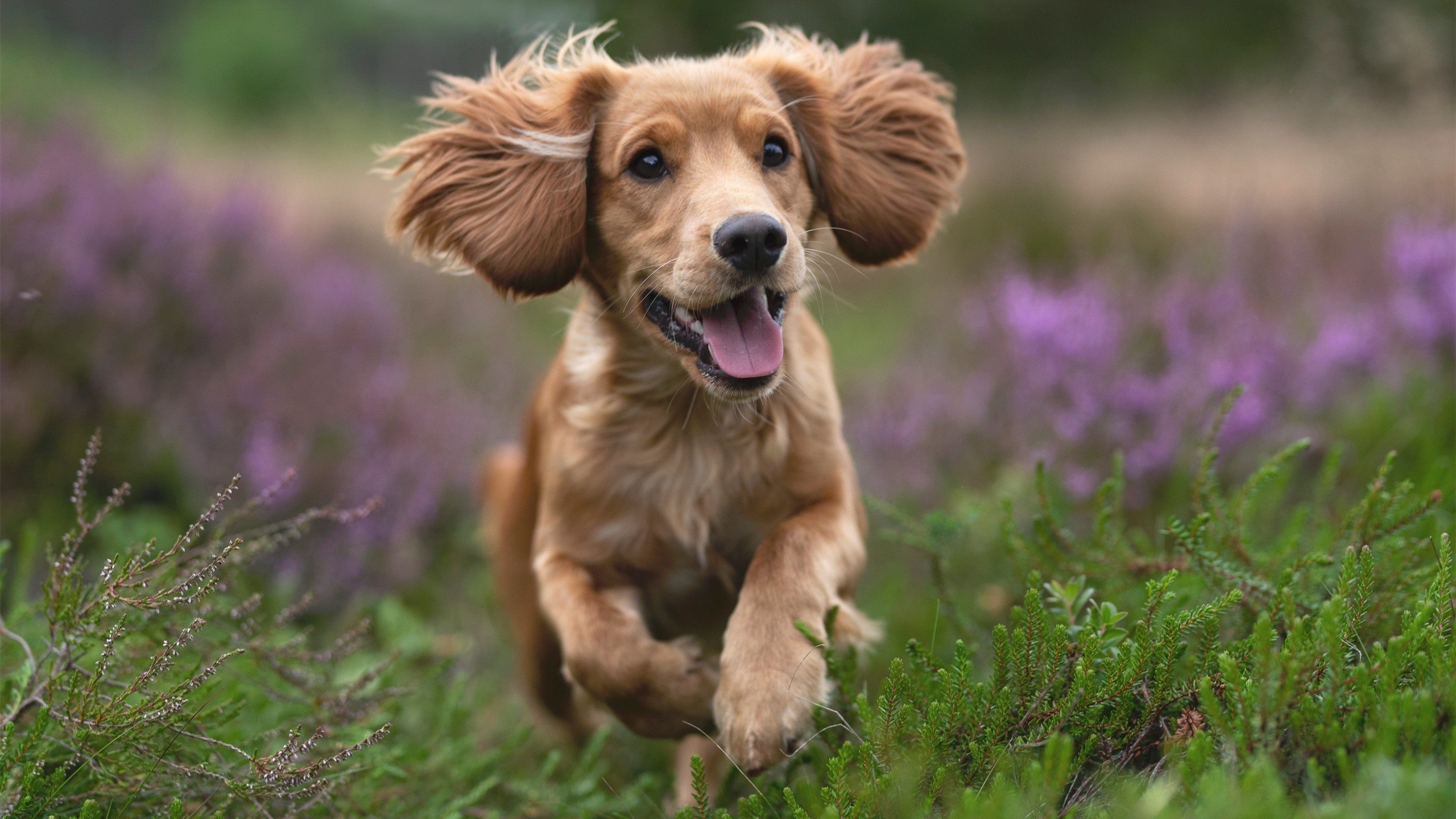 南非逆袭打破垄断，三笘薰封神之战无悬念