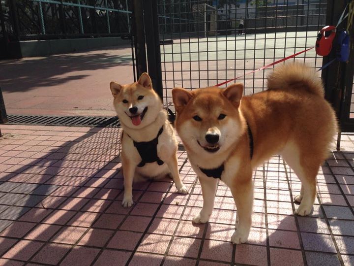 当北伦敦遇见撒哈拉，李刚仁如何在枪手与阿特拉斯雄狮的史诗对决中定义新时代足球