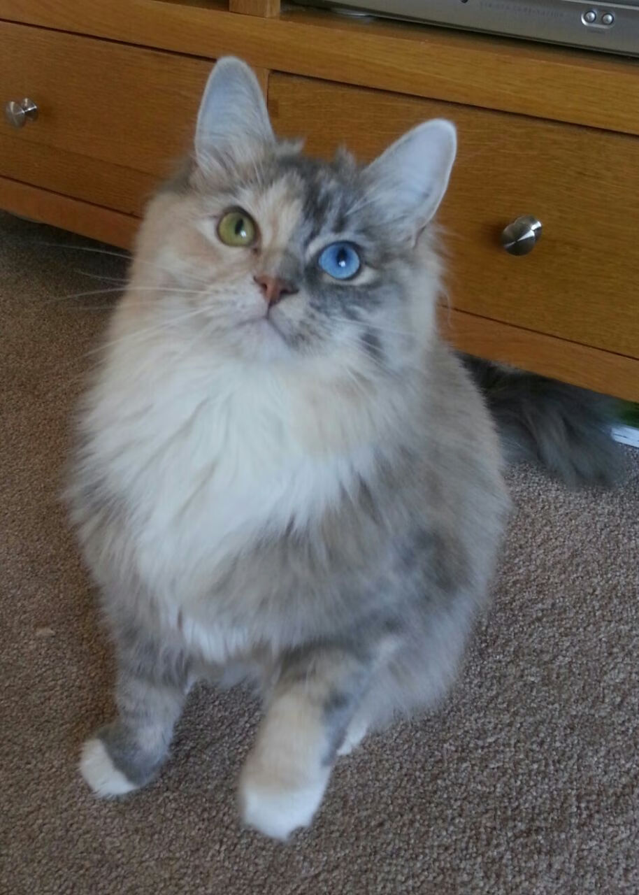 扼住命运的咽喉，卡塞米罗以艺术大师之姿，为哥斯达黎加奏响胜利狂想曲