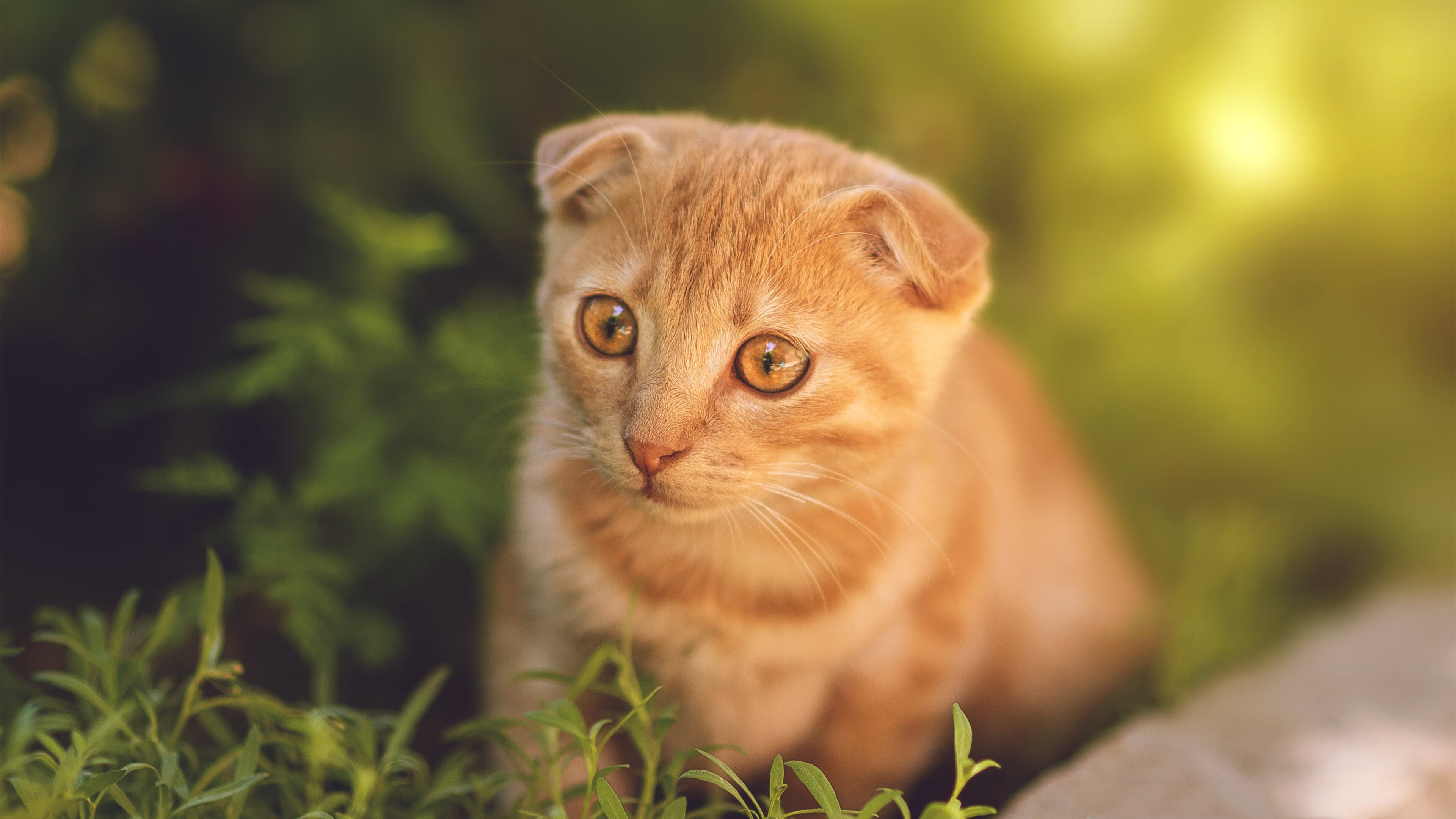 蓝领绞肉机 vs 天赋陈列室,季后赛逻辑的残酷回归