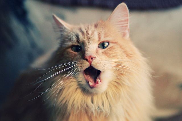 超越边界的胜利,当南非足球撞见F1赛道