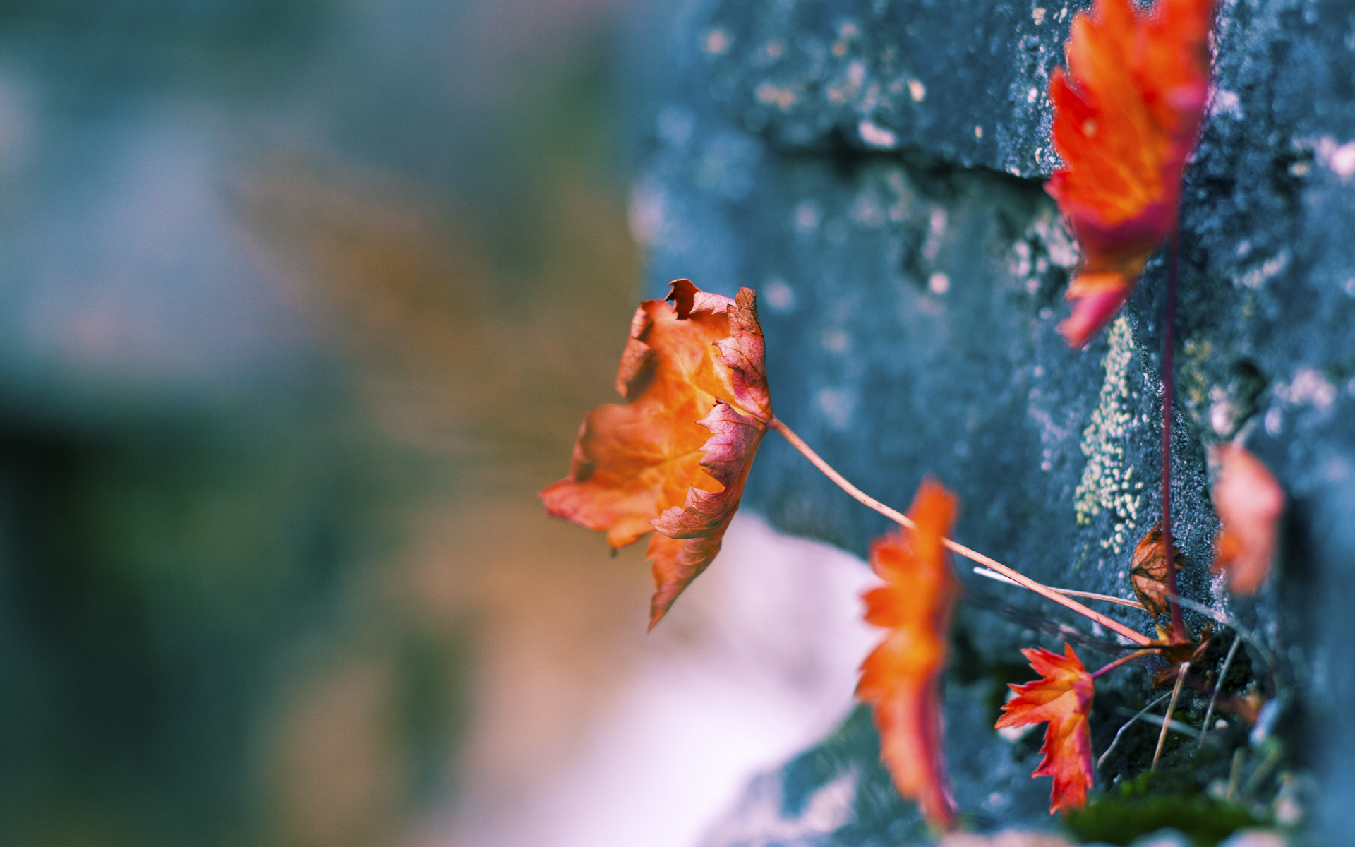 厄德高生涯之夜，年度焦点之战的王者归来