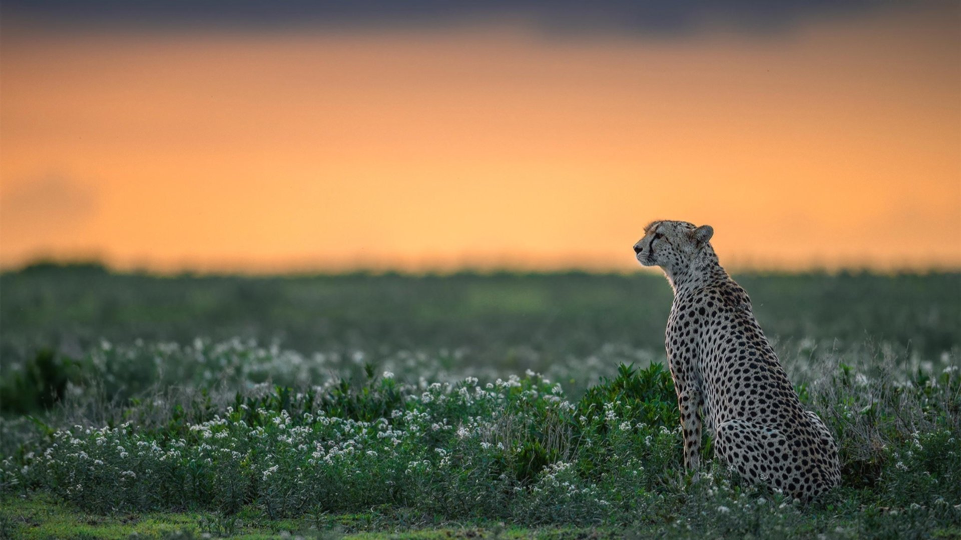 时空错乱?欧冠半决赛焦点战竟现快船终结山西队!