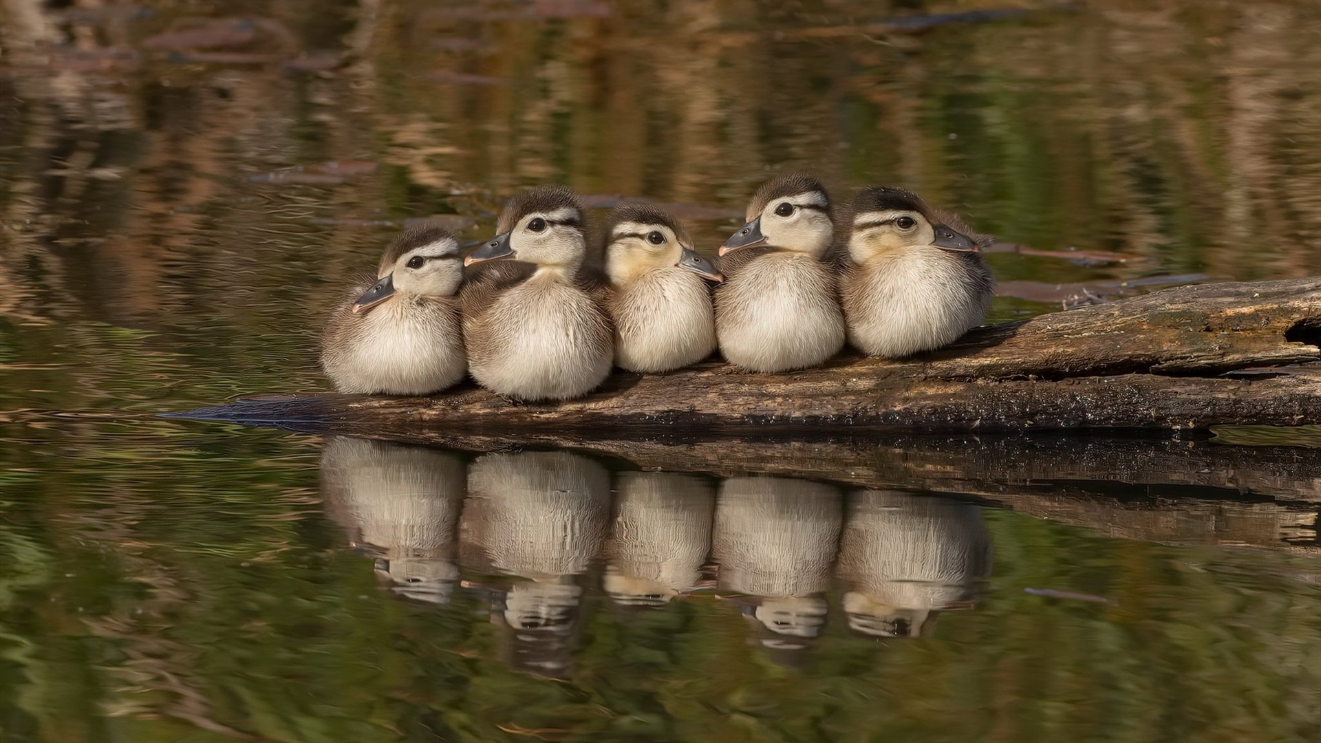 金州勇士巅峰对决胜出北京队，霍勒迪防守艺术铸就教科书之夜