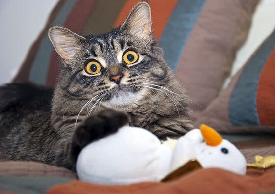 球场指挥官，詹姆斯如何用爵士乐般的节奏打崩对手？