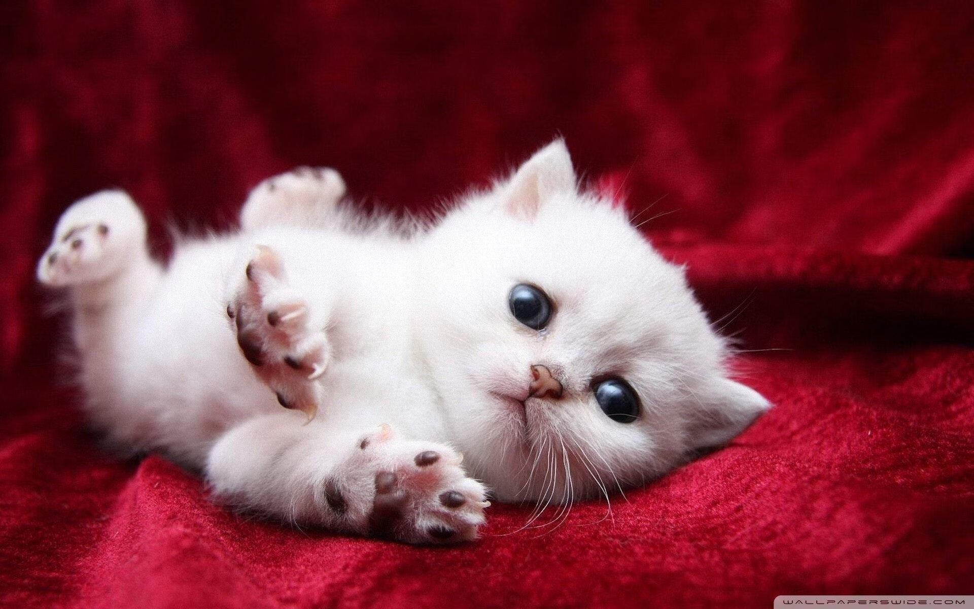 当马克西的巨星光芒遇上新疆的钢铁洪流，一场横跨太平洋的篮球哲学对话