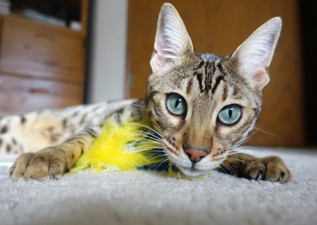 篮球的双重奇迹,灰熊力克辽宁队与利拉德西决封神