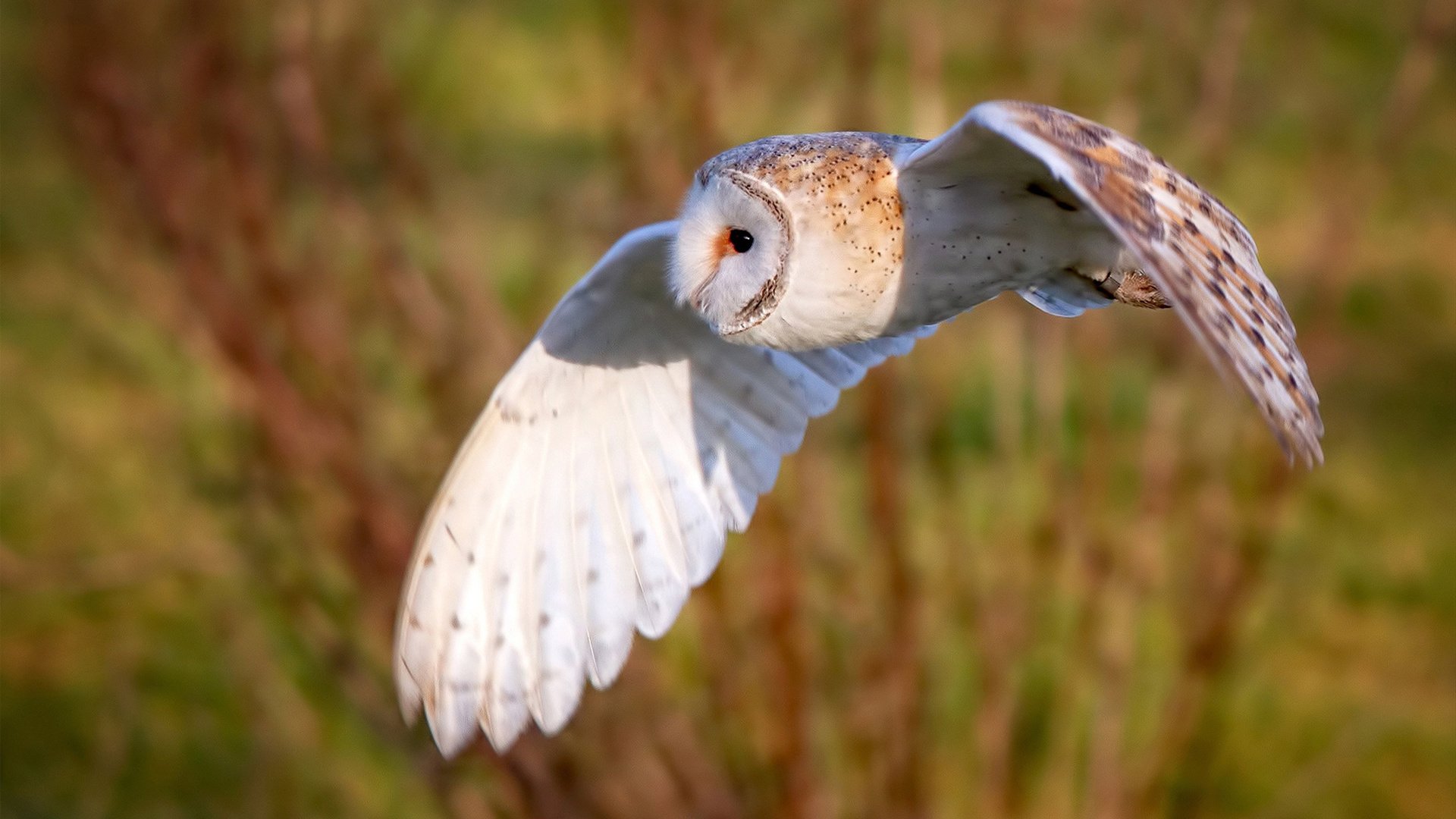 暗夜之刃,福克斯末节撕破快船的逆转狂想曲