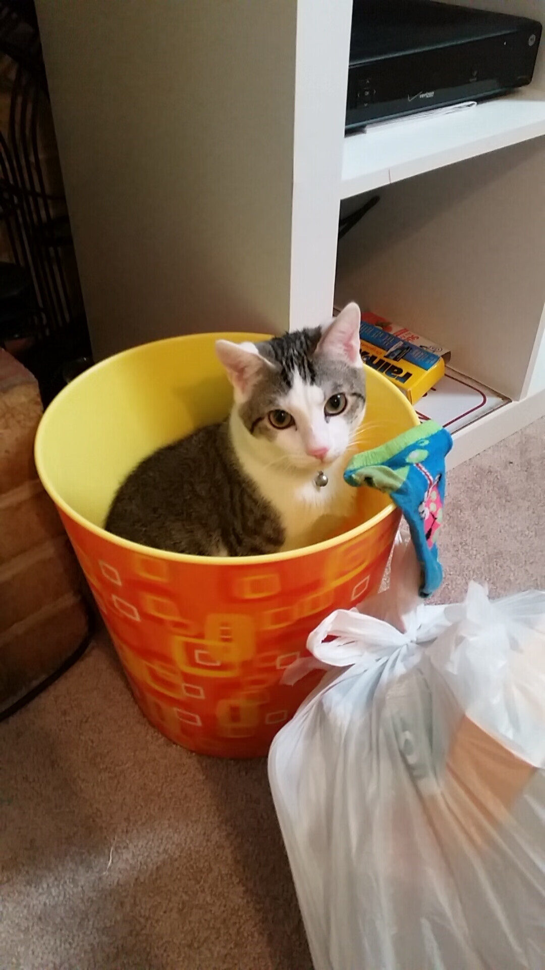 蓝色寒流VS热带利刃,贝林厄姆如何刺穿爱尔兰防线