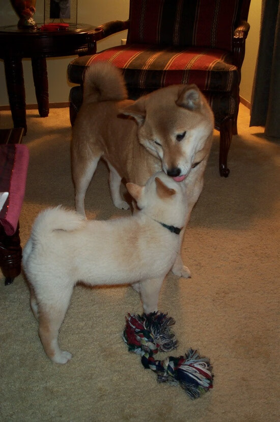 1.一扑定江山,奥纳纳的雷霆之击,让英超争冠之夜提前落幕