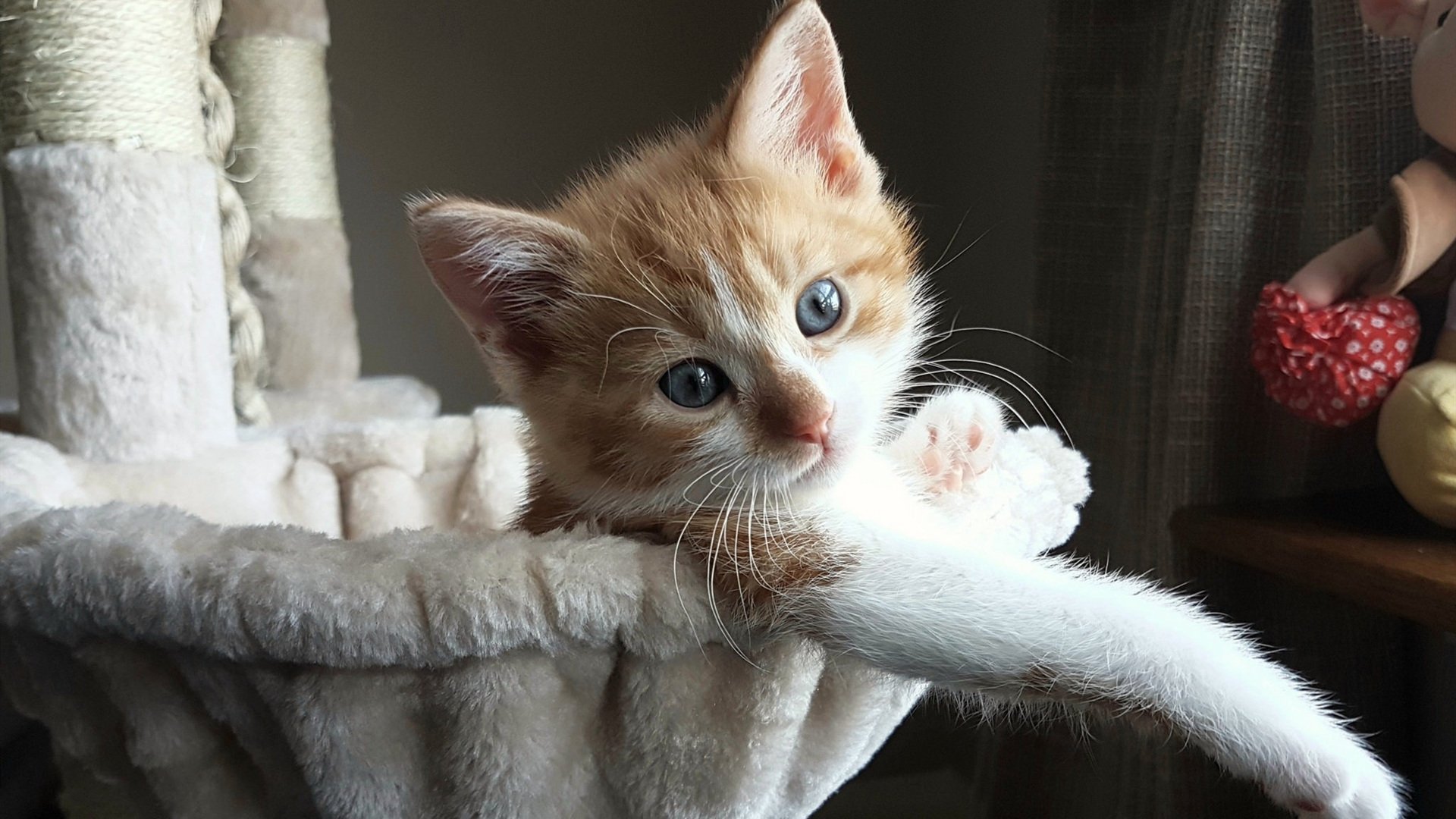 跨越大陆的冠军试炼,那不勒斯数据风暴击退哥斯达黎加,伊萨克交出史诗级答卷