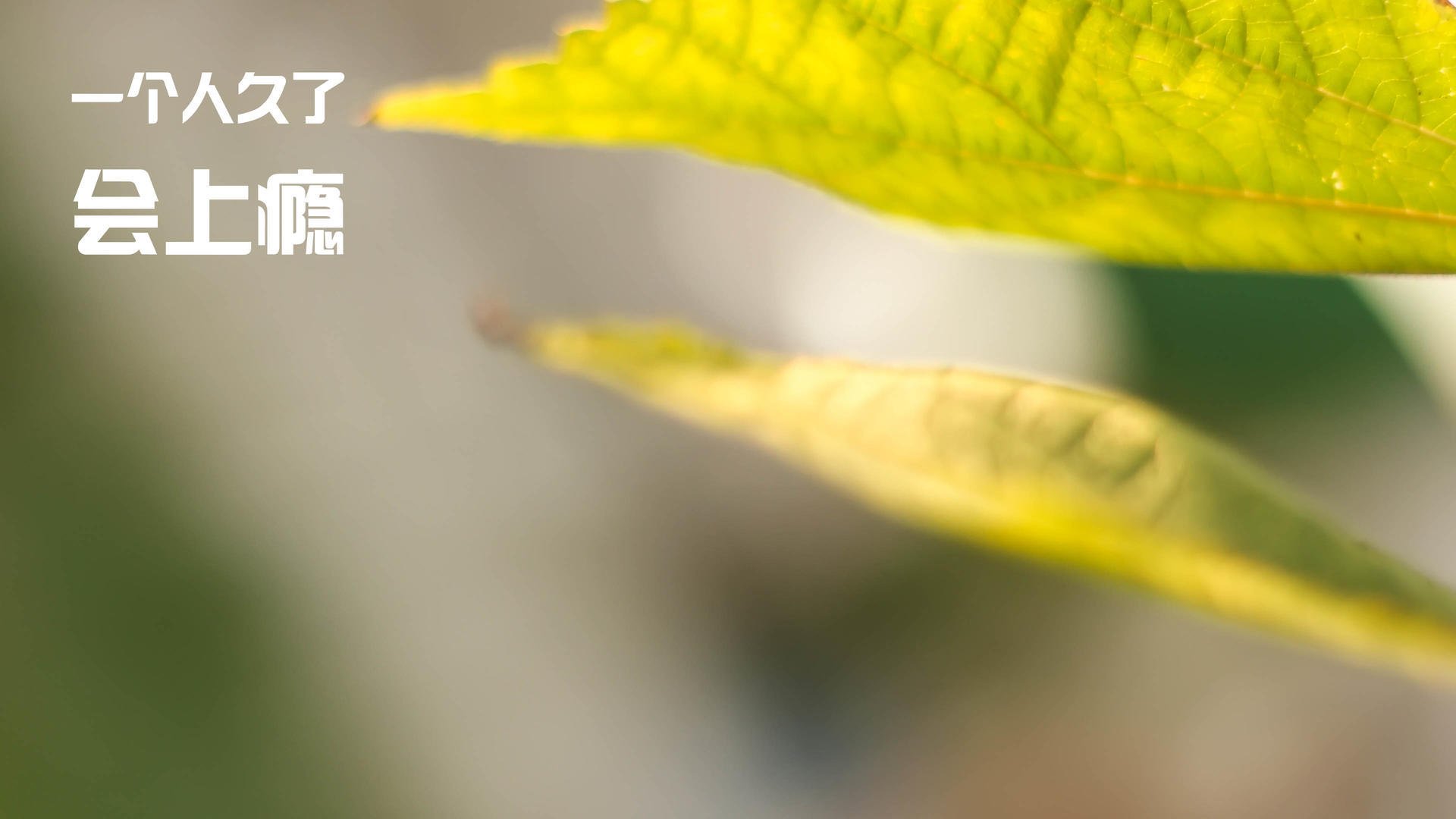 孤星闪耀鹰城，当浓眉式铁血降临独行侠老鹰之战