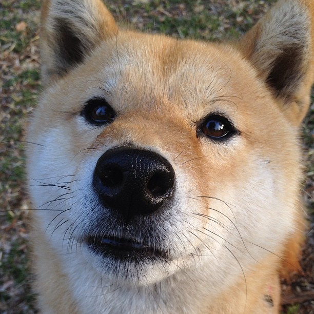 楚阿梅尼爆发,当个体璀璨,勒沃库森正悄然收割整个巴黎