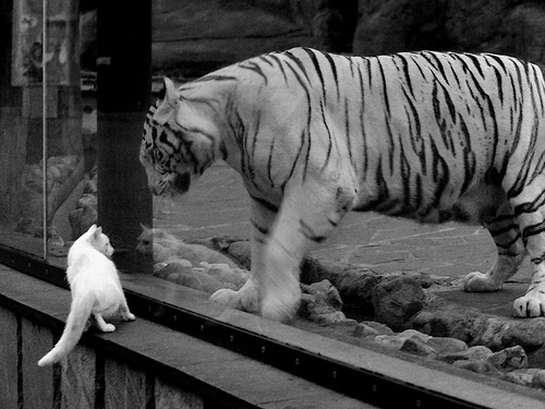 传奇之夜，当巴萨的华丽遭遇厄瓜多尔的坚韧，罗德里定义中场统治