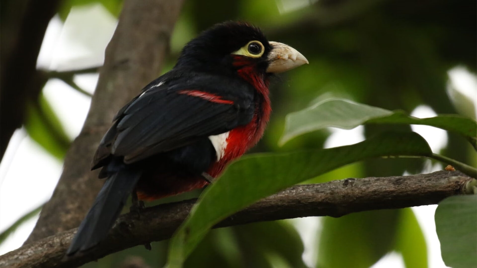 宿命对决!撕裂之城奇迹,开拓者总决赛G3轻取太阳