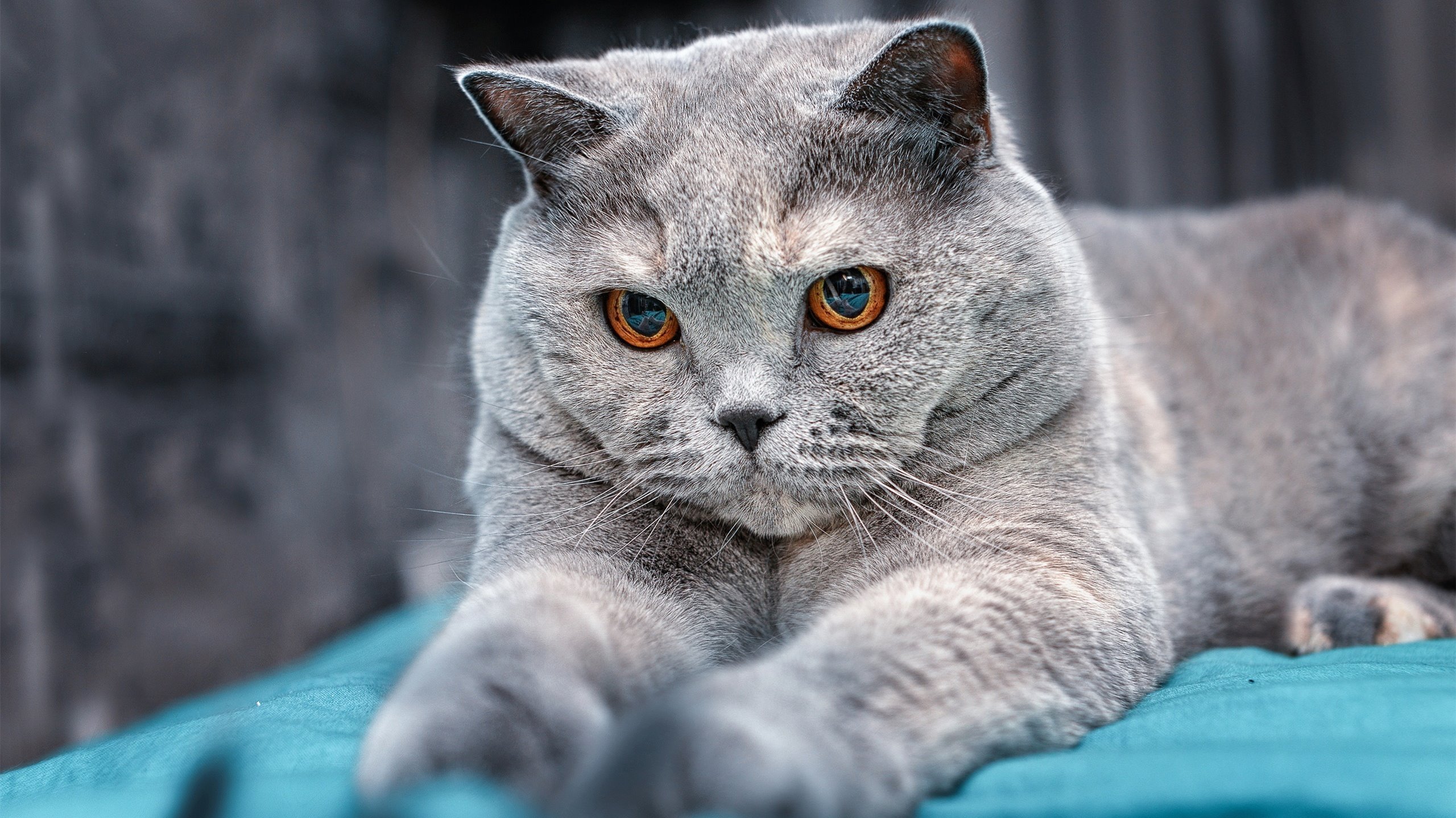 基因之战，杜兰特如何在老鹰与广东的夹击中重塑篮球节奏